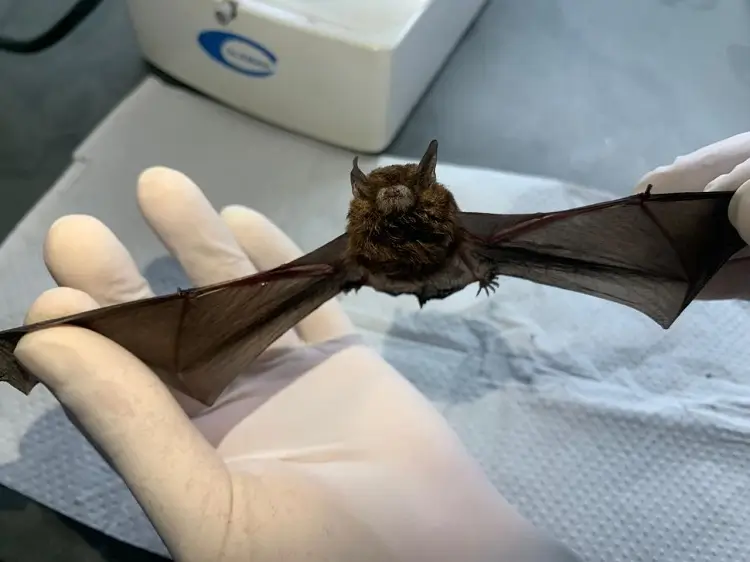 Valinhos confirma dois casos positivos de raiva em morcego