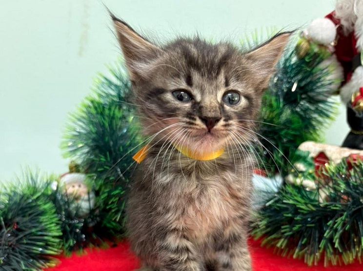 Feira do Agricultor recebe 13 filhotes para adoção neste sábado, dia 6