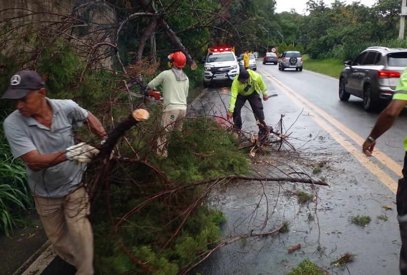 Temporal com fortes rajadas de vento causa quedas de árvores e susto na Festa do Figo