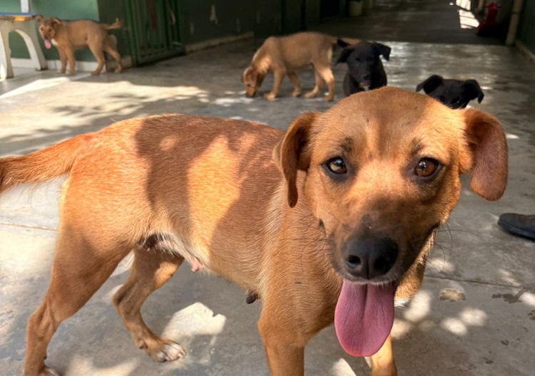 Valinhos reforça combate ao abandono e incentiva castração responsável